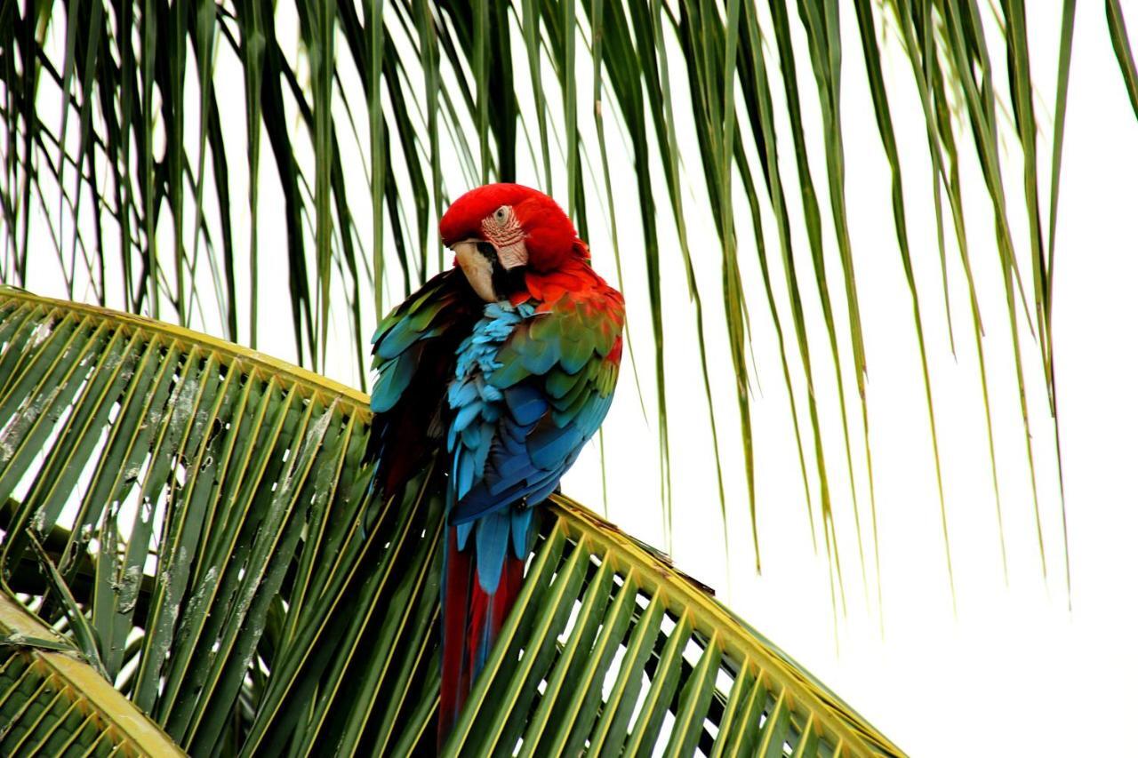 Pousada Maktub カロリナ エクステリア 写真
